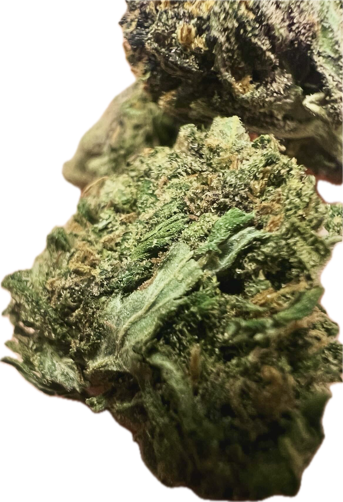 Ripkitty Pink Panther Flower