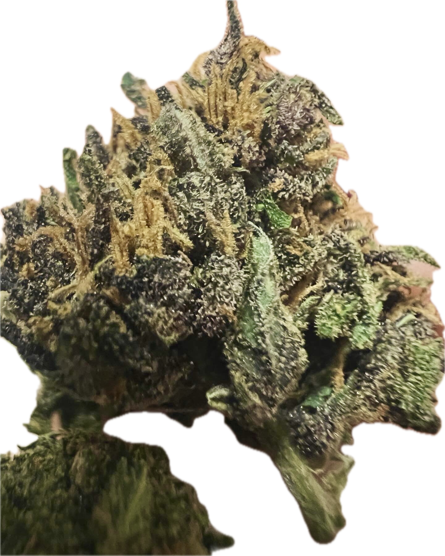 Ripkitty Pink Panther Flower