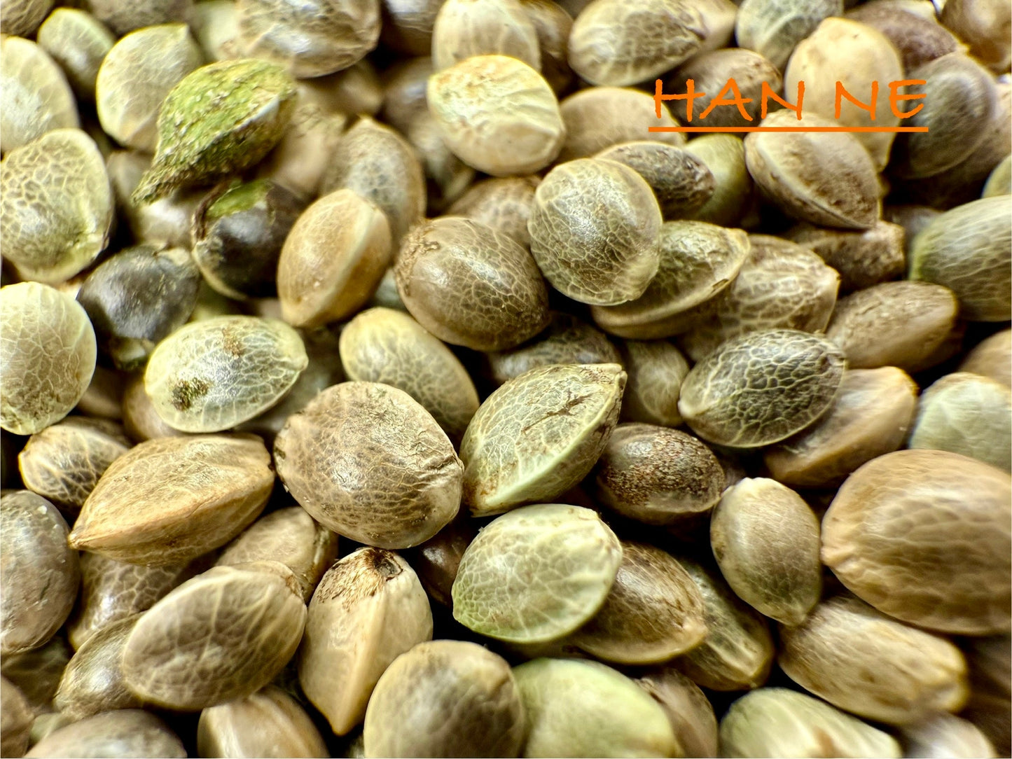 Ripkitty International & Domestic Live Raw Viable Hemp Seeds Sold in Bulk & Single Amounts for Agriculture, Poultry, Equine Feeding, & Livestock