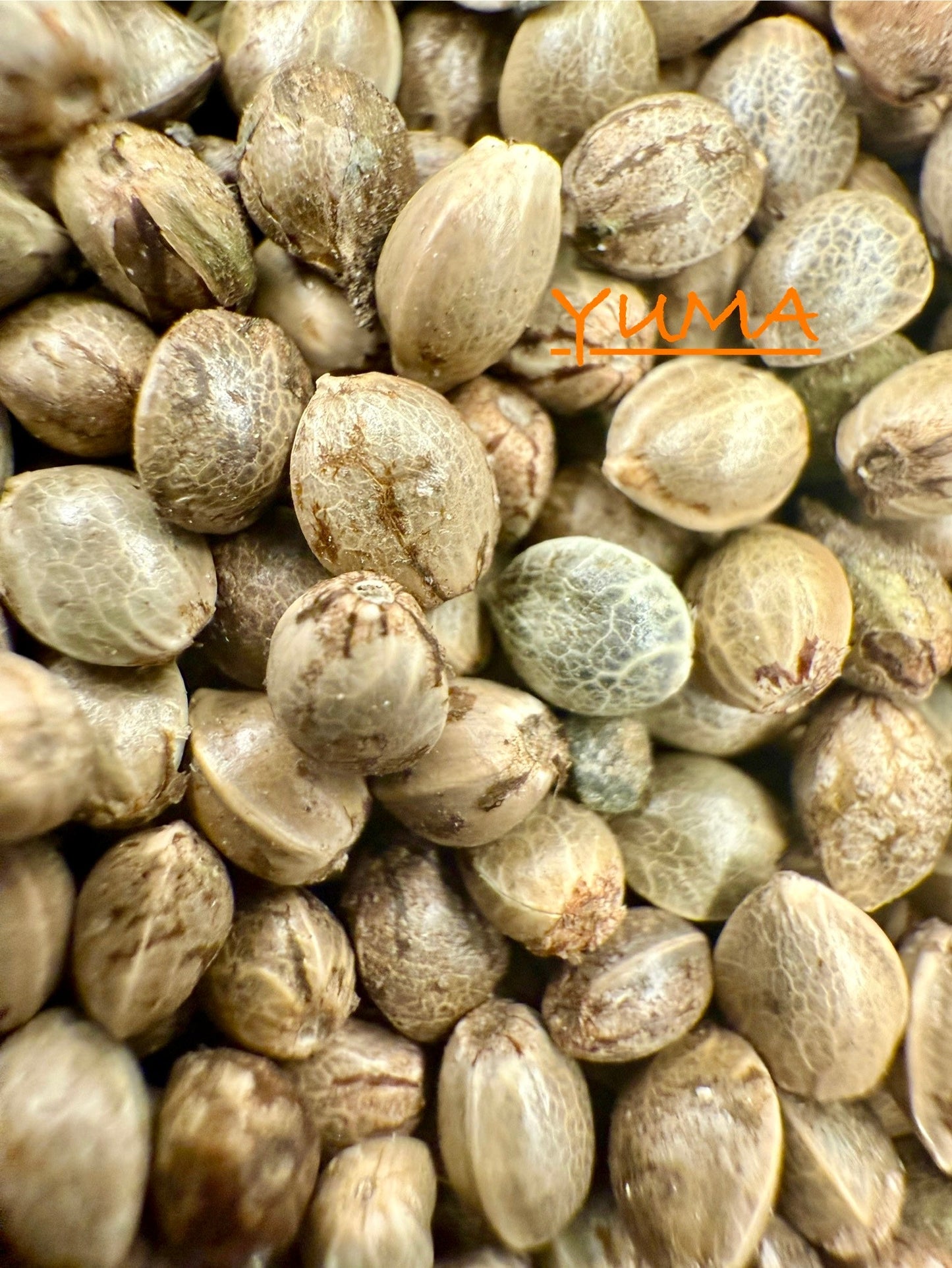 Ripkitty International & Domestic Live Raw Viable Hemp Seeds Sold in Bulk & Single Amounts for Agriculture, Poultry, Equine Feeding, & Livestock