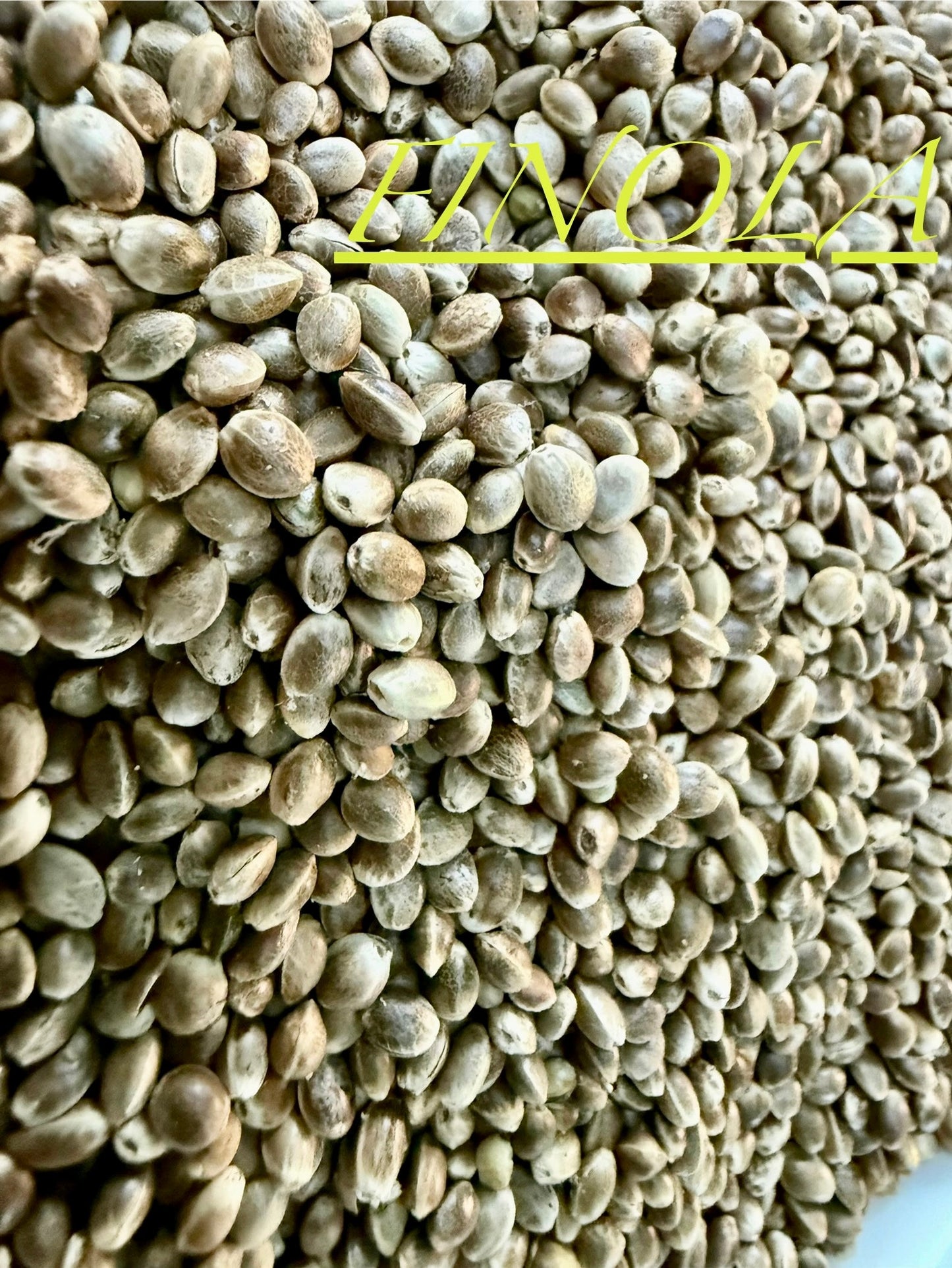 Ripkitty International & Domestic Live Raw Viable CBD Hemp Seeds Sold in Bulk & Single Amounts for Agriculture, Poultry, Equine Feeding, & Livestock