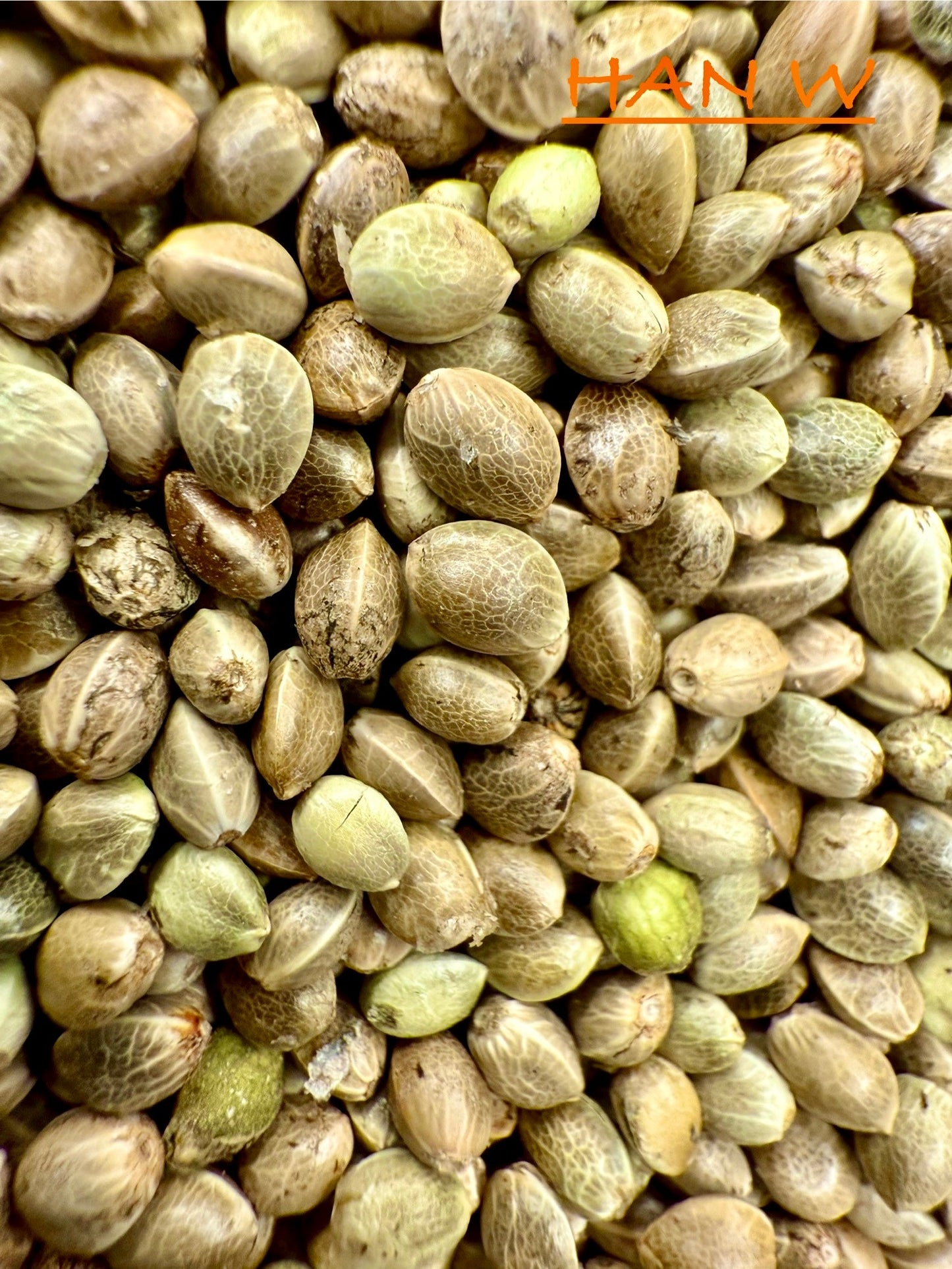 Ripkitty International & Domestic Live Raw Viable Hemp Seeds Sold in Bulk & Single Amounts for Agriculture, Poultry, Equine Feeding, & Livestock