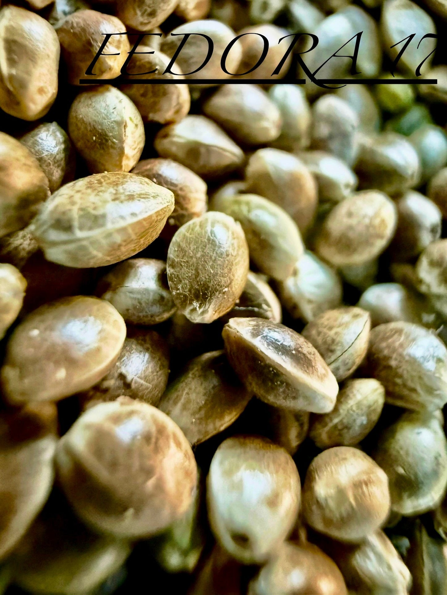 Ripkitty International & Domestic Live Raw Viable CBD Hemp Seeds Sold in Bulk & Single Amounts for Agriculture, Poultry, Equine Feeding, & Livestock