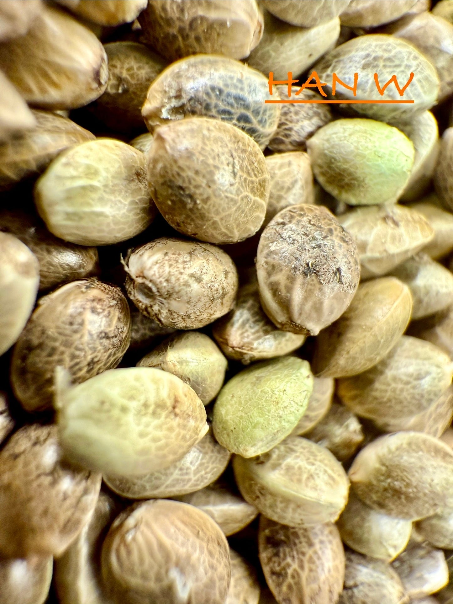 Ripkitty International & Domestic Live Raw Viable Hemp Seeds Sold in Bulk & Single Amounts for Agriculture, Poultry, Equine Feeding, & Livestock