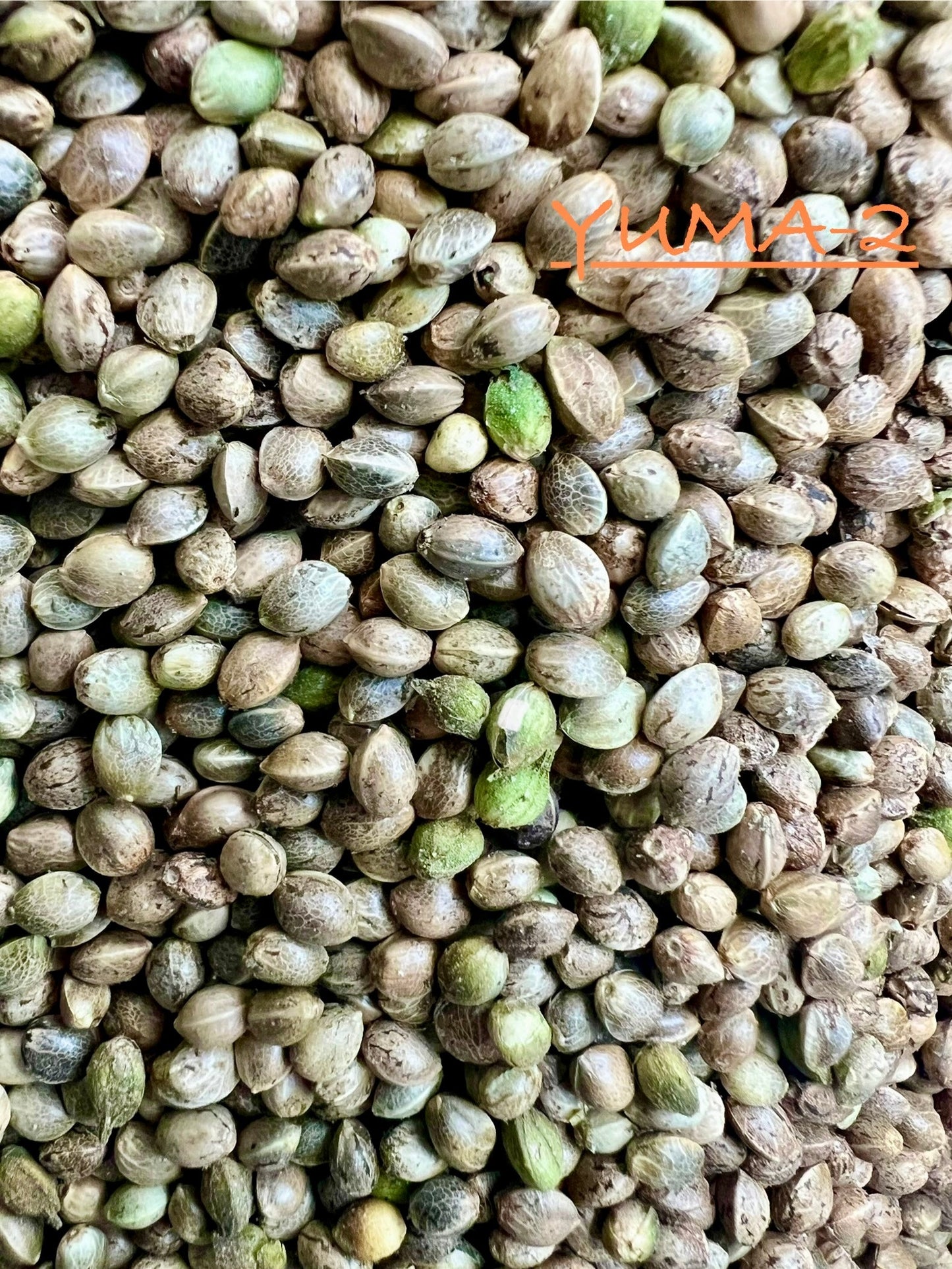 Ripkitty International & Domestic Live Raw Viable CBD Hemp Seeds Sold in Bulk & Single Amounts for Agriculture, Poultry, Equine Feeding, & Livestock