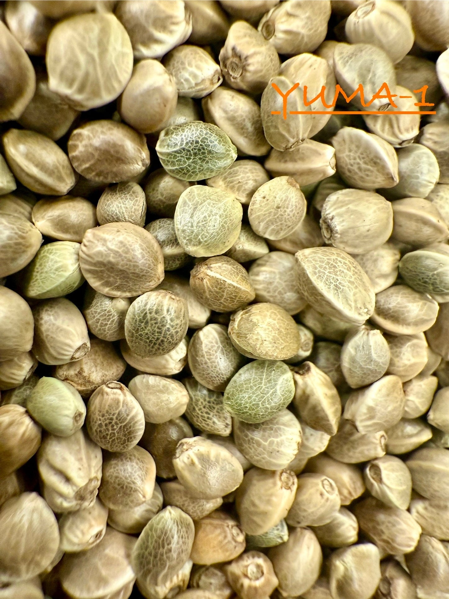 Ripkitty International & Domestic Live Raw Viable Hemp Seeds Sold in Bulk & Single Amounts for Agriculture, Poultry, Equine Feeding, & Livestock