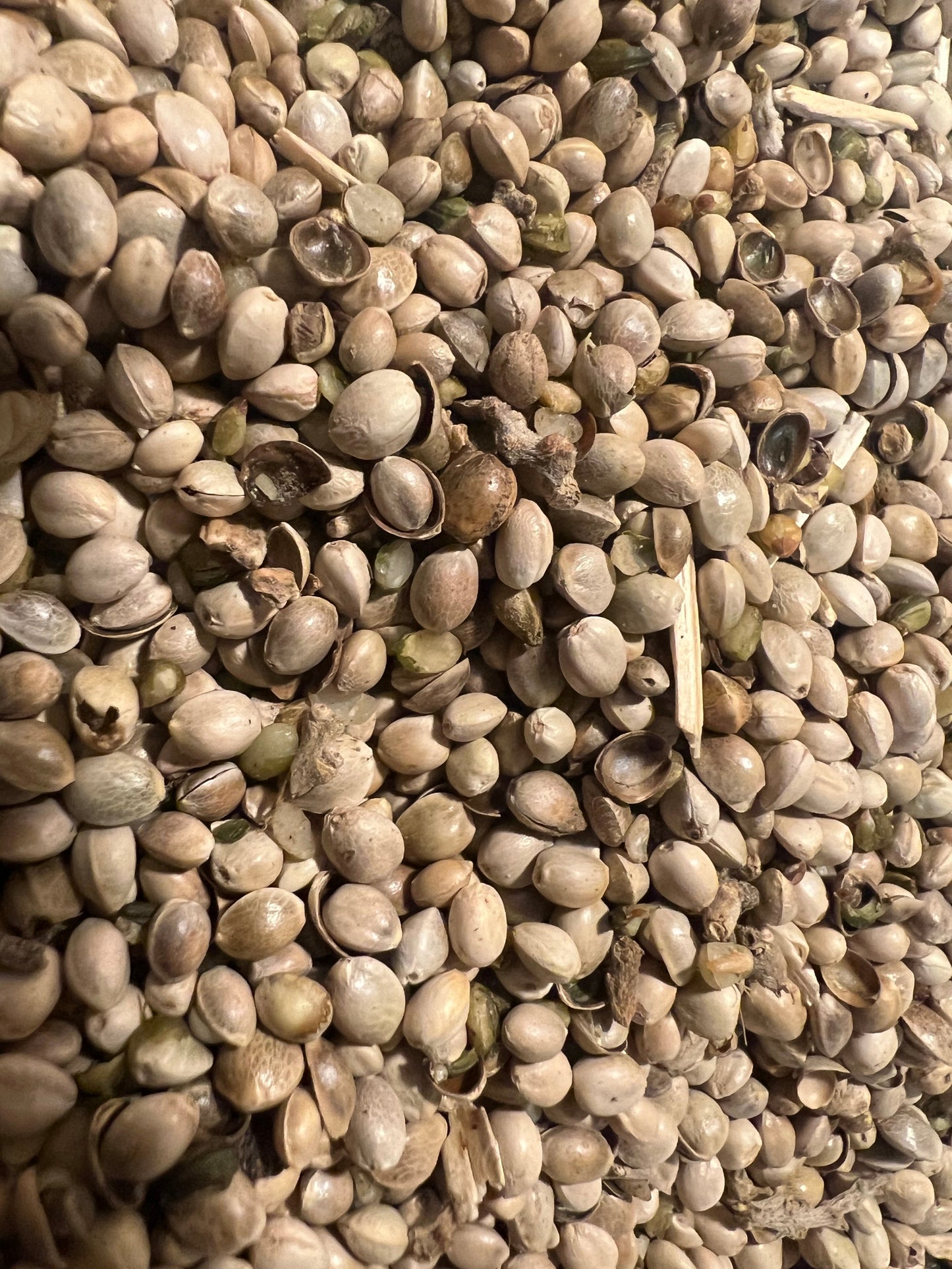 Ripkitty Premium Hemp Seeds: Avian & Equine Feed