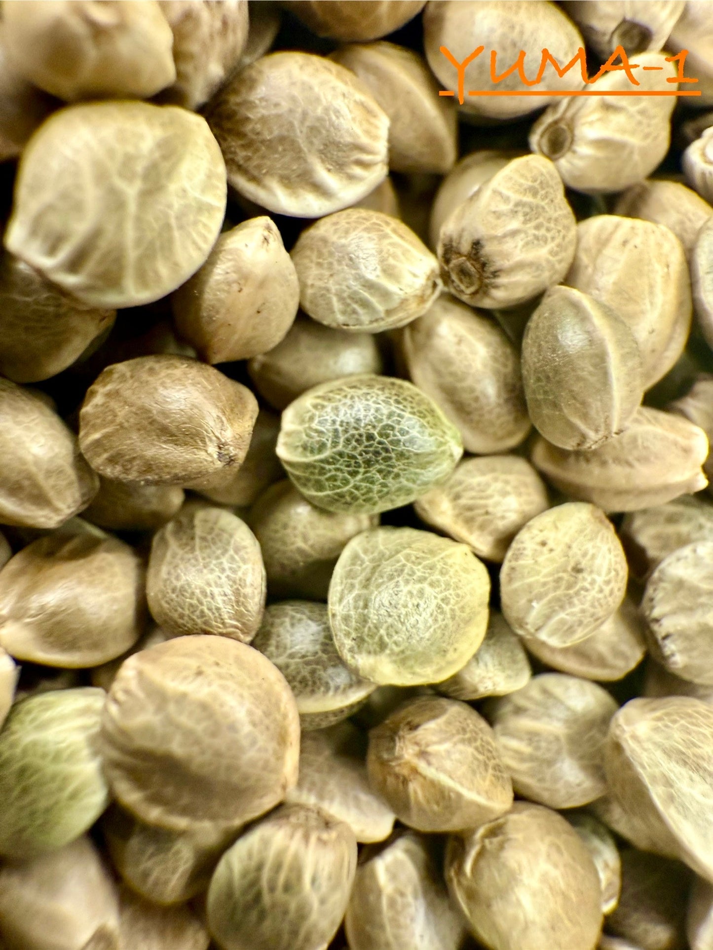 Ripkitty International & Domestic Live Raw Viable Hemp Seeds Sold in Bulk & Single Amounts for Agriculture, Poultry, Equine Feeding, & Livestock