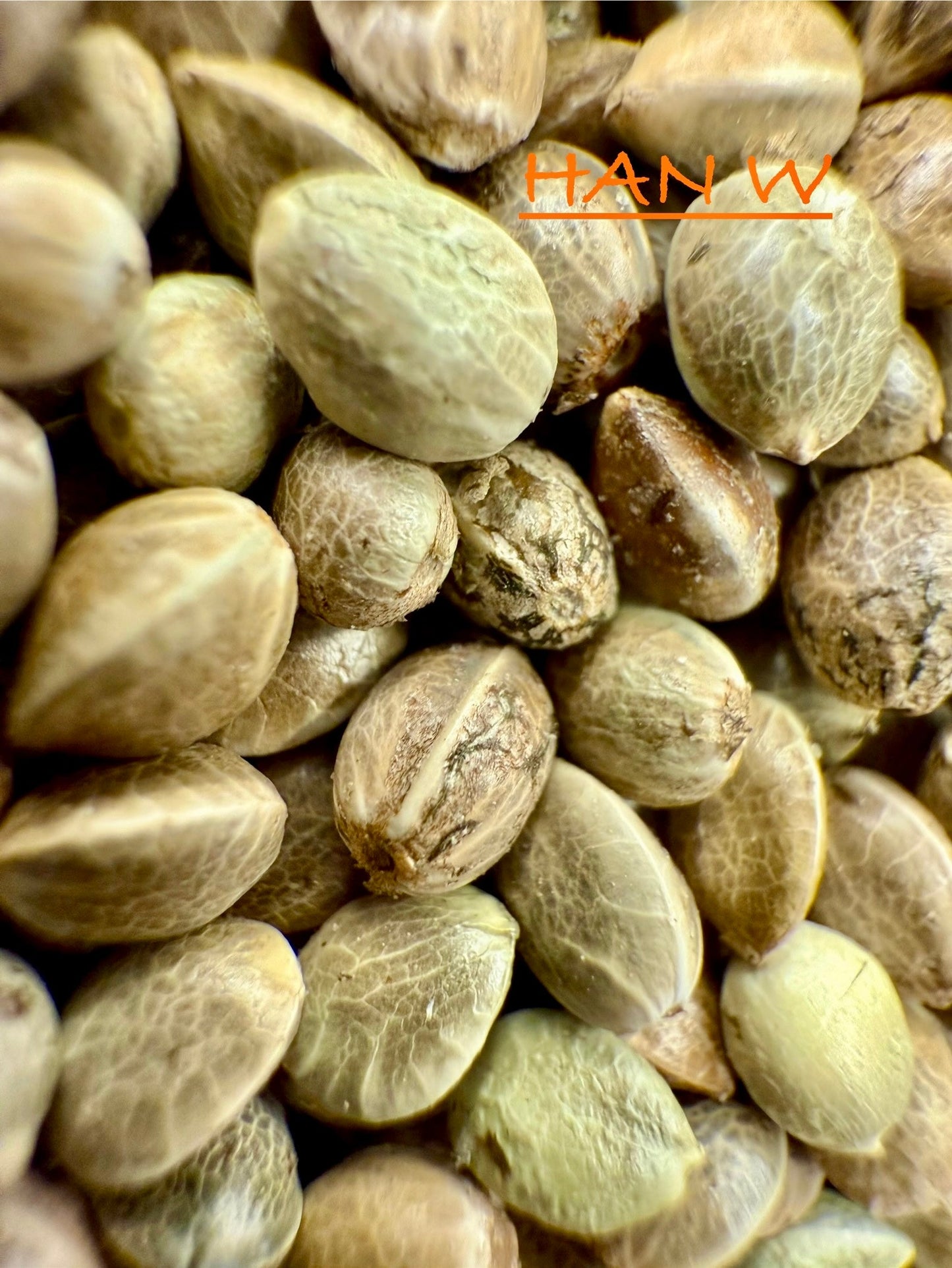 Ripkitty International & Domestic Live Raw Viable Hemp Seeds Sold in Bulk & Single Amounts for Agriculture, Poultry, Equine Feeding, & Livestock