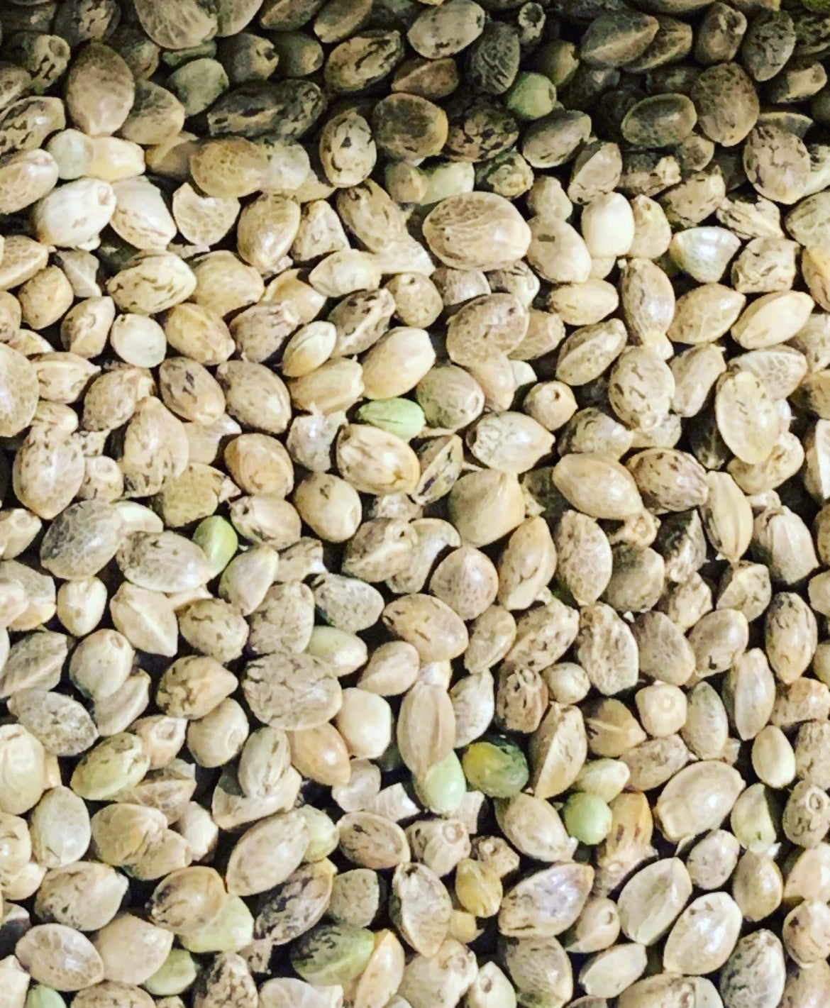 Ripkitty Premium Organic Whole Live Raw Viable Hemp Seeds