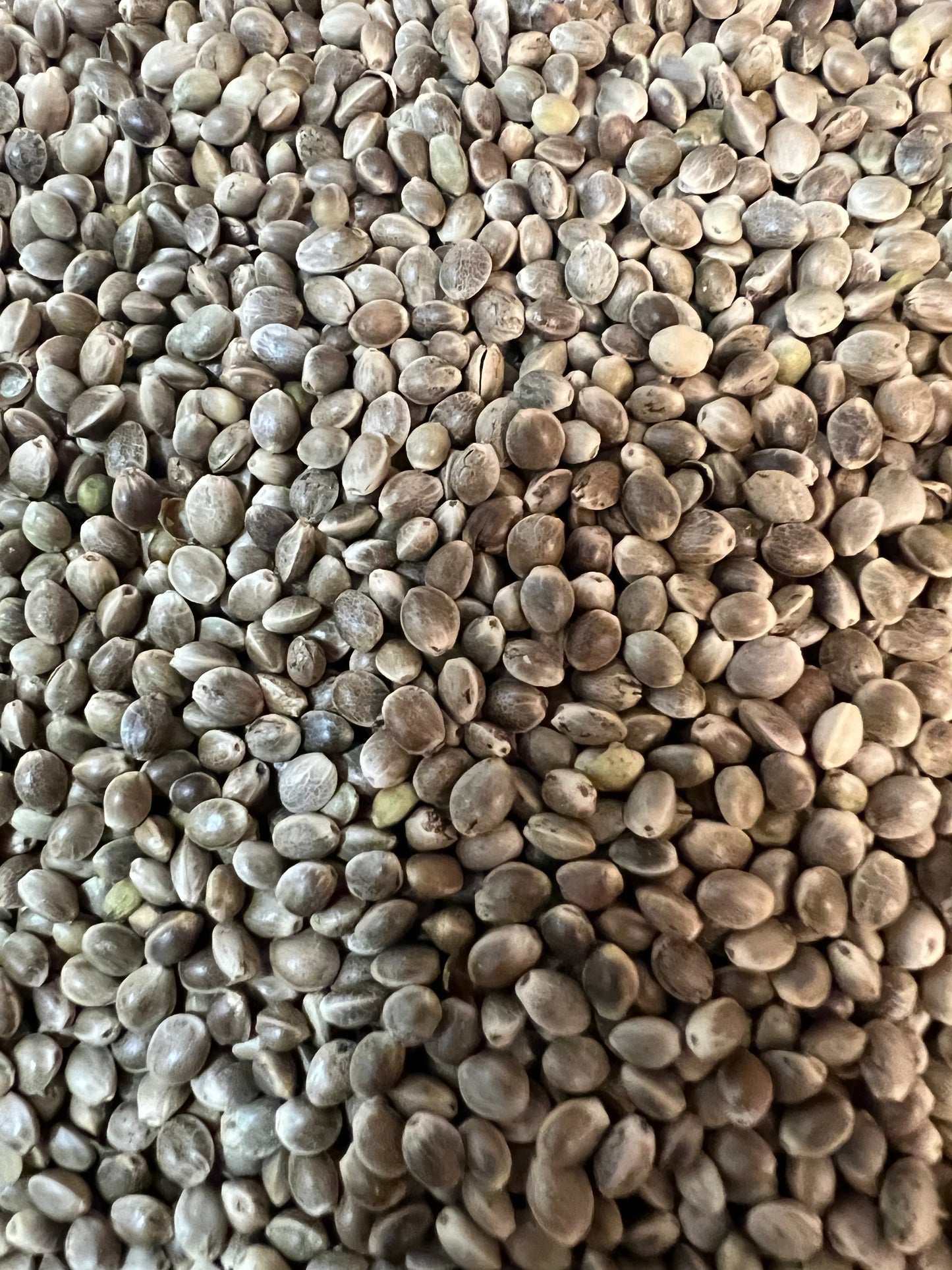 Ripkitty Premium Organic Whole Live Raw Viable Hemp Seeds