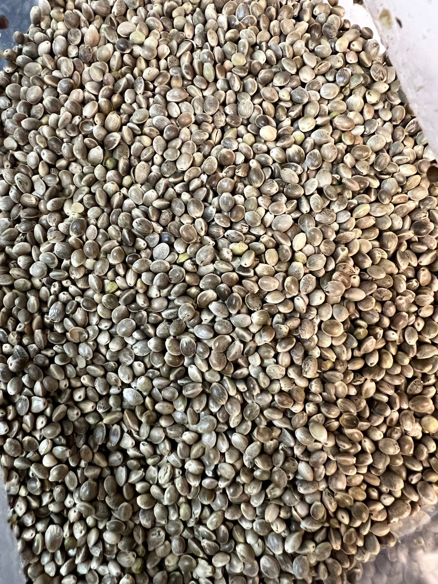 Ripkitty Premium Organic Whole Live Raw Viable Hemp Seeds